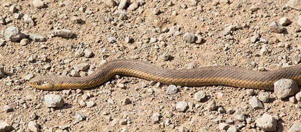 Terrestrial Gartersnake Thamnophis elegans Garter Snake