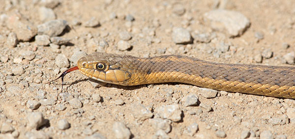 Terrestrial Gartersnake Thamnophis elegans Garter Snake