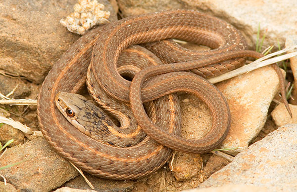 Terrestrial Gartersnake Thamnophis elegans Garter Snake