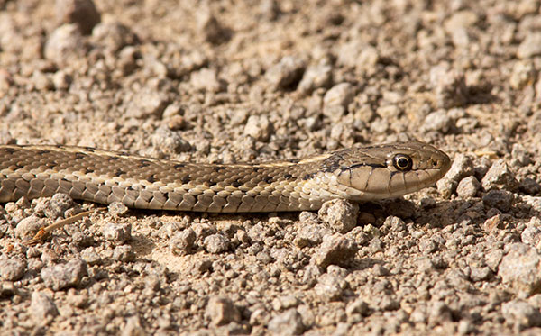 Terrestrial Gartersnake Thamnophis elegans Garter Snake