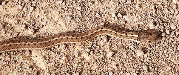 Terrestrial Gartersnake Thamnophis elegans Garter Snake