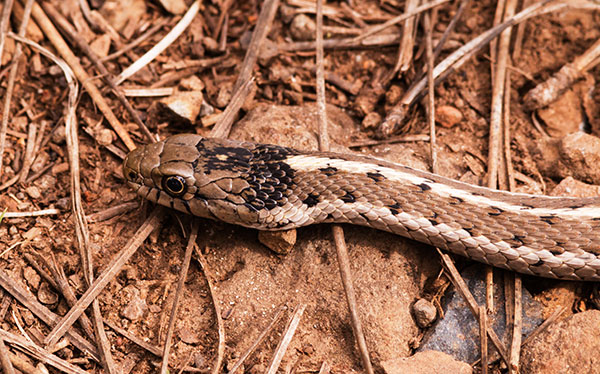 Terrestrial Gartersnake Thamnophis elegans Garter Snake