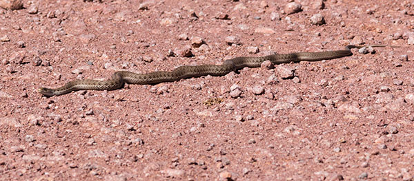 Terrestrial Gartersnake Thamnophis elegans Garter Snake