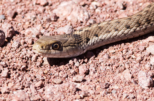 Terrestrial Gartersnake Thamnophis elegans Garter Snake