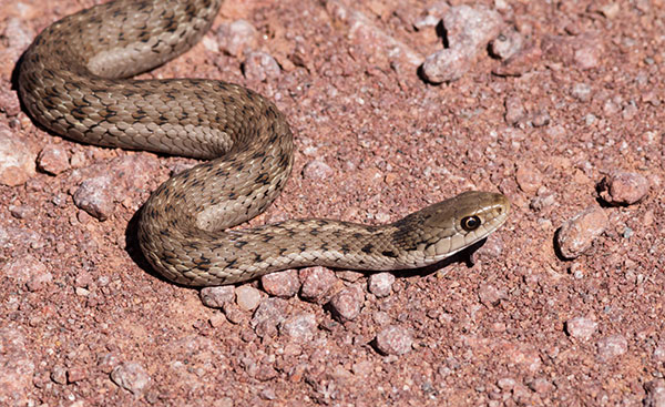 Terrestrial Gartersnake Thamnophis elegans Garter Snake