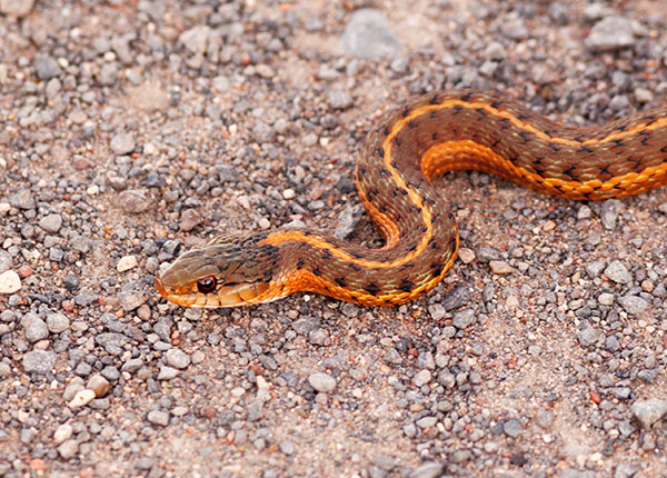 Terrestrial Gartersnake Thamnophis elegans Garter Snake