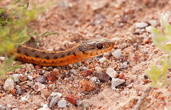 Terrestrial Gartersnake Thamnophis elegans Garter Snake