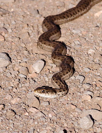 Terrestrial Gartersnake Thamnophis elegans Garter Snake
