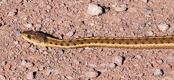 Terrestrial Gartersnake Thamnophis elegans Garter Snake
