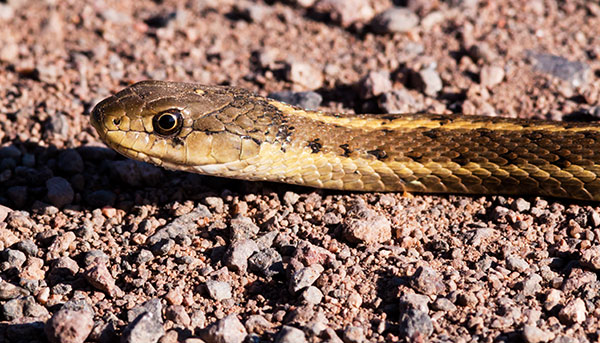 Terrestrial Gartersnake Thamnophis elegans Garter Snake