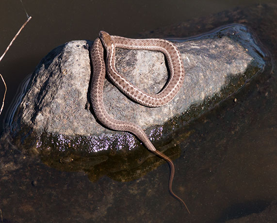 Terrestrial Gartersnake Thamnophis elegans Garter Snake