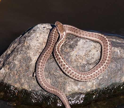 Terrestrial Gartersnake Thamnophis elegans Garter Snake