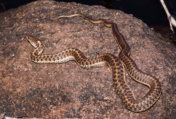 Terrestrial Gartersnake Thamnophis elegans Garter Snake