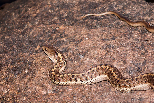 Terrestrial Gartersnake Thamnophis elegans Garter Snake