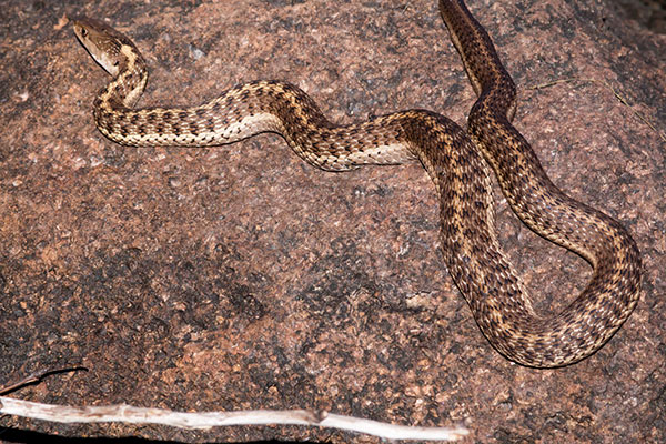Terrestrial Gartersnake Thamnophis elegans Garter Snake