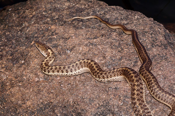 Terrestrial Gartersnake Thamnophis elegans Garter Snake