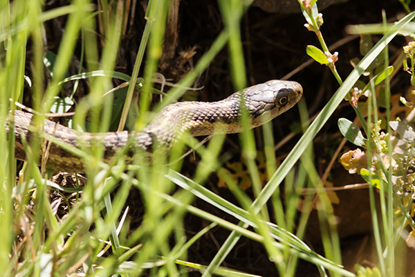 Terrestrial Gartersnake Thamnophis elegans Garter Snake