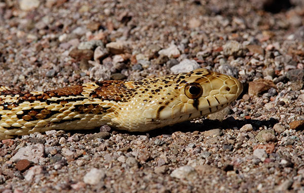Gophersnake Pituophis catenifer 