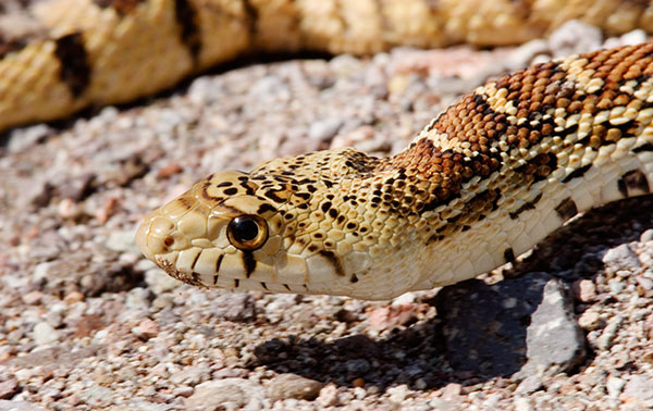 Gophersnake Pituophis catenifer 