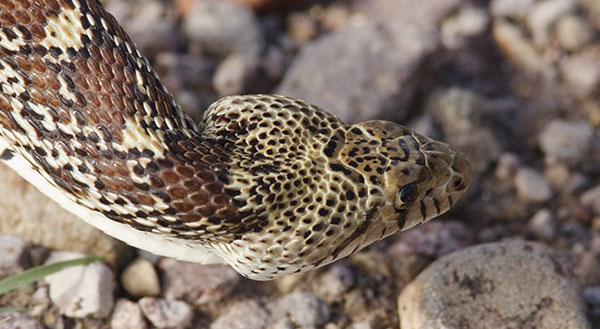 Gophersnake Pituophis catenifer head only