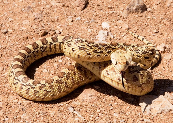 Gophersnake Pituophis catenifer gopher snake