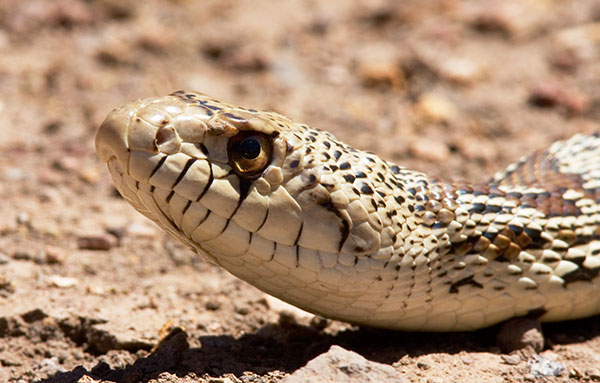 Gophersnake Pituophis catenifer gopher snake