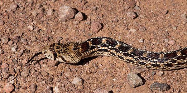 Gophersnake Pituophis catenifer gopher snake