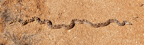 Gophersnake Pituophis catenifer gopher snake
