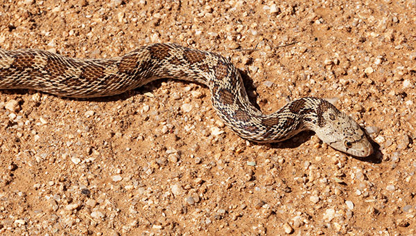 Gophersnake Pituophis catenifer gopher snake