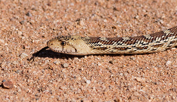 Gophersnake Pituophis catenifer gopher snake