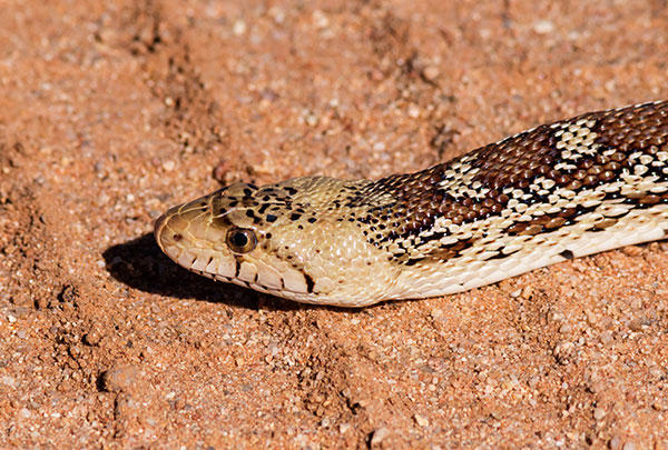Gophersnake Pituophis catenifer gopher snake