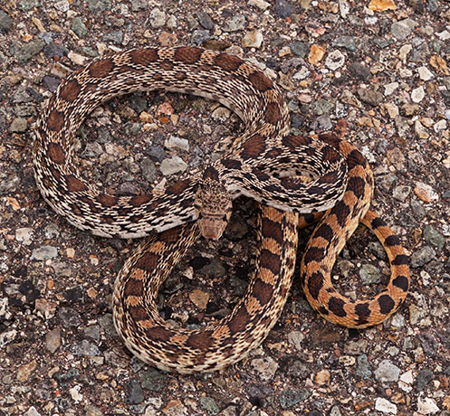 Gophersnake Pituophis catenifer gopher snake