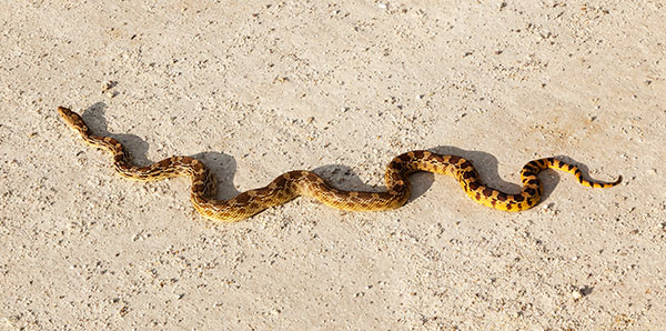 Gophersnake Pituophis catenifer gopher snake
