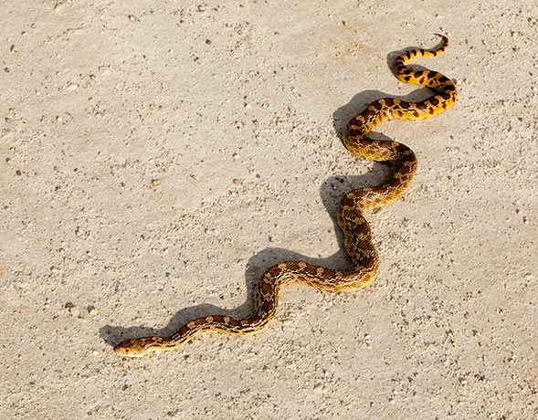 Gophersnake Pituophis catenifer gopher snake