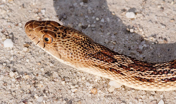 Gophersnake Pituophis catenifer gopher snake