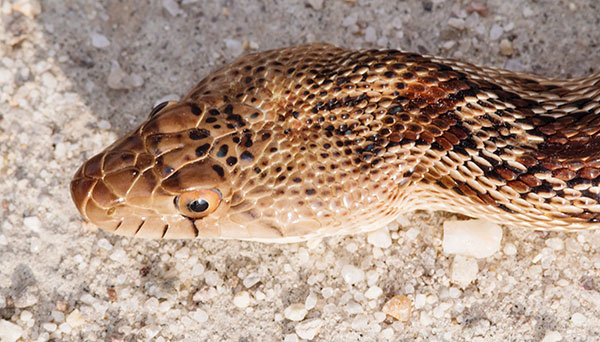 Gophersnake Pituophis catenifer gopher snake