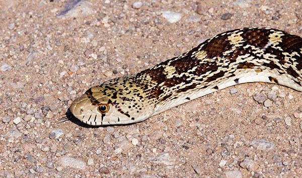 Gophersnake Pituophis catenifer gopher snake