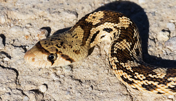 Gophersnake Pituophis catenifer gopher snake