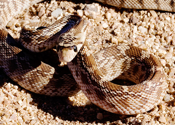 Gophersnake Pituophis catenifer gopher snake