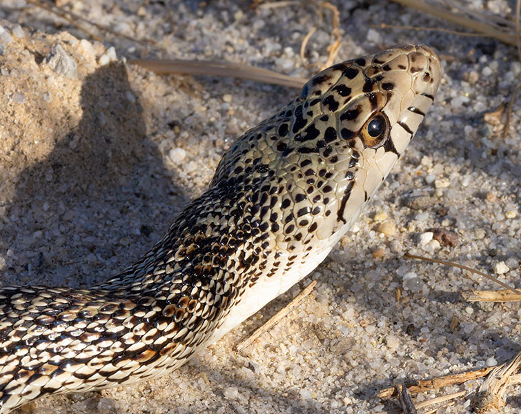 Gophersnake Pituophis catenifer gopher snake