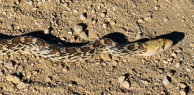 Gophersnake Pituophis catenifer gopher snake
