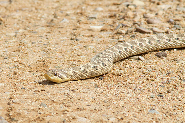 Western Hog-nosed Snake Heterodon nasicus 