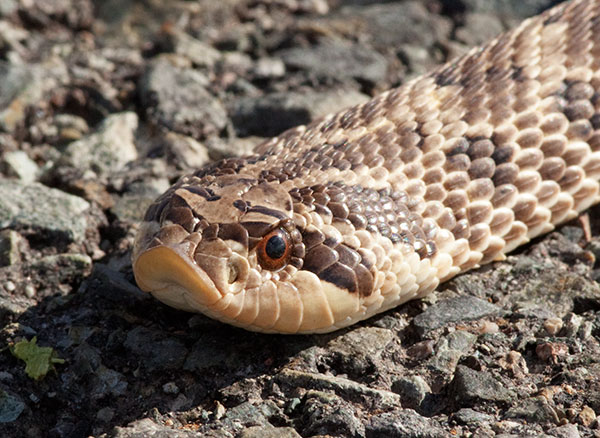 Western Hog-nosed Snake Heterodon nasicus 