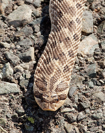 Western Hog-nosed Snake Heterodon nasicus 