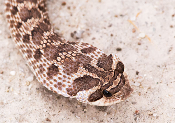 Western Hog-nosed Snake Heterodon nasicus 