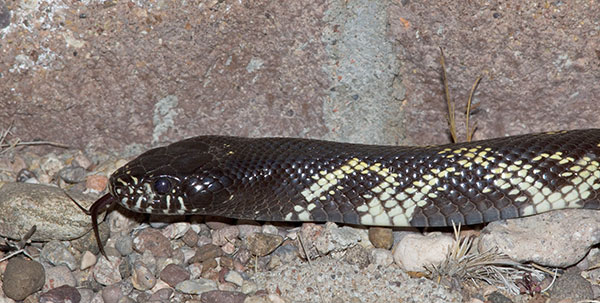 Common Kingsnake Lampropeltis getula  
