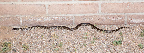 Common Kingsnake Lampropeltis getula  