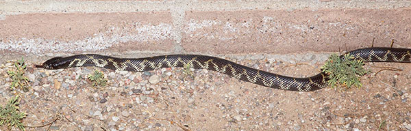 Common Kingsnake Lampropeltis getula  