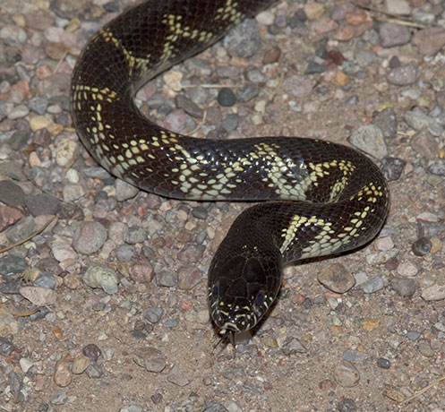 Common Kingsnake Lampropeltis getula  
