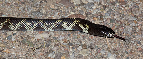 Common Kingsnake Lampropeltis getula  